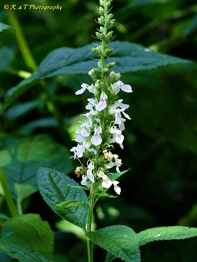 {Teucrium canadense}